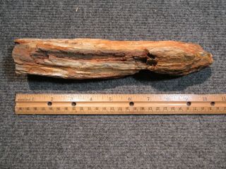 Petrified Wood Tree Branch Limb 1 Pound 8 Oz Piece Red & Tan Color