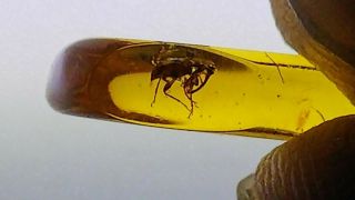 Cretaceous weevil family Mesophyletidae beetle in Burmese amber (Burmite) 10