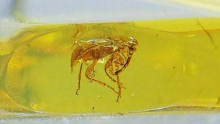 Cretaceous Weevil Family Mesophyletidae Beetle In Burmese Amber (burmite)