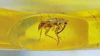 Cretaceous weevil family Mesophyletidae beetle in Burmese amber (Burmite) 2