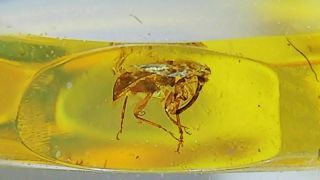 Cretaceous weevil family Mesophyletidae beetle in Burmese amber (Burmite) 3
