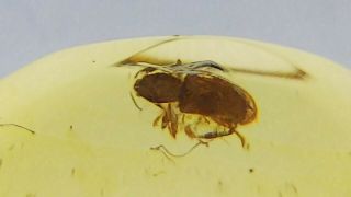 Cretaceous weevil family Mesophyletidae beetle in Burmese amber (Burmite) 4