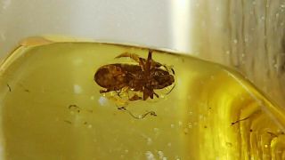 Cretaceous weevil family Mesophyletidae beetle in Burmese amber (Burmite) 5