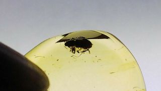 Cretaceous weevil family Mesophyletidae beetle in Burmese amber (Burmite) 7