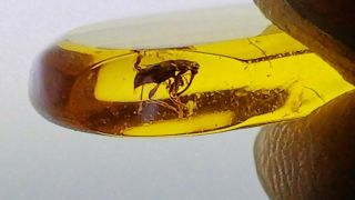 Cretaceous weevil family Mesophyletidae beetle in Burmese amber (Burmite) 8