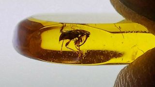 Cretaceous weevil family Mesophyletidae beetle in Burmese amber (Burmite) 9