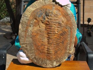 Massive 14.  5 " Inch Trilobite Fossil Andalusiana Cambropallas