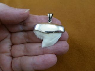 (s6 - 300) 1 - 1/4 " Inch White Tiger Shark Tooth Sterling Capped Pendant Jewelry