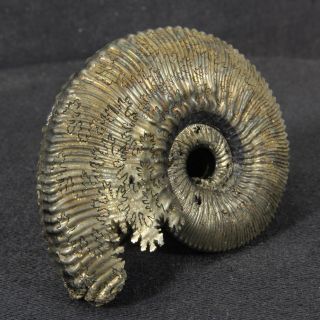 2.  2in (5.  5cm) 49g Shine Pyrite Ammonite Kosmoceras Callovian Russian Fossil