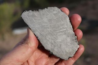 Muonionalusta meteorite etched full slice 102.  8 grams 4