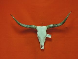 Steer Skull Mounted Horns Cow Bull Longhorns 3 Ft 11 In Skull 1747 Taxidermy