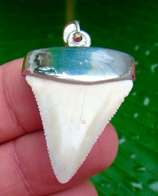 Great White Shark Tooth Necklace Pendant - 1 & 7/16 In.  - Sterling Silver