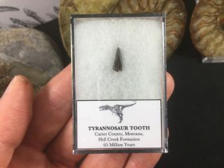 Tyrannosaur Premax Tooth 02 - Hell Creek,  Montana,  T.  Rex,  Nanotyrannus Fossil