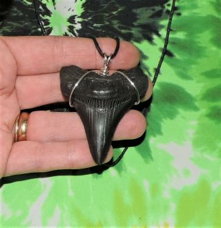2 5/16  Megalodon Sharks Tooth Necklace Jewelry No Restorations Fossils