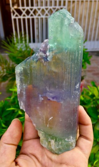 548 Gram Top Quality Terminated Bi Color Kunzite Crystal @afghanistan
