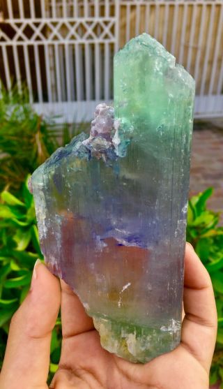 548 Gram Top Quality Terminated Bi Color Kunzite Crystal @Afghanistan 2