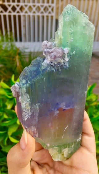 548 Gram Top Quality Terminated Bi Color Kunzite Crystal @Afghanistan 3