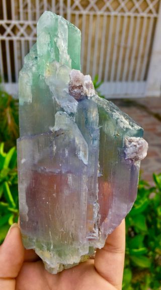 548 Gram Top Quality Terminated Bi Color Kunzite Crystal @Afghanistan 4