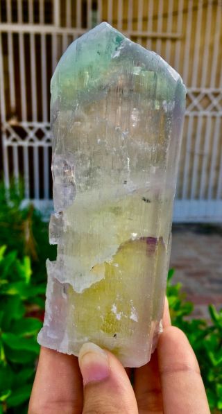 1733 C.  T Top Quality Terminated Bi Color Kunzite Crystal @Afghanistan 3