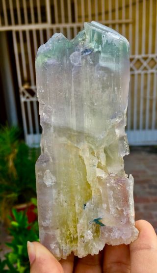 1733 C.  T Top Quality Terminated Bi Color Kunzite Crystal @Afghanistan 4