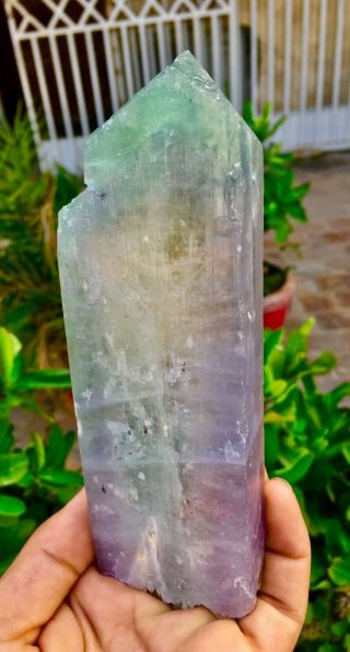 2353 C.  T Top Quality Terminated Bi Color Kunzite Crystal @afghanistan