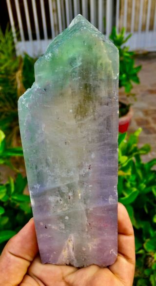 2353 C.  T Top Quality Terminated Bi Color Kunzite Crystal @Afghanistan 2