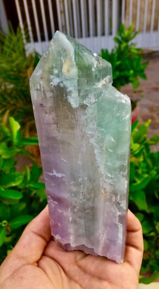 2353 C.  T Top Quality Terminated Bi Color Kunzite Crystal @Afghanistan 4