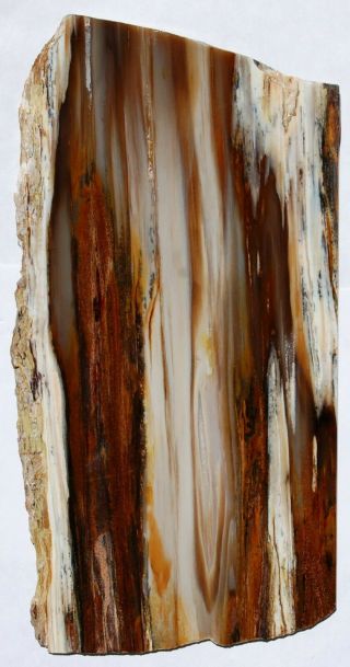 Two Long,  Polished.  Thin Nevada Petrified Wood Slabs - Board Cuts