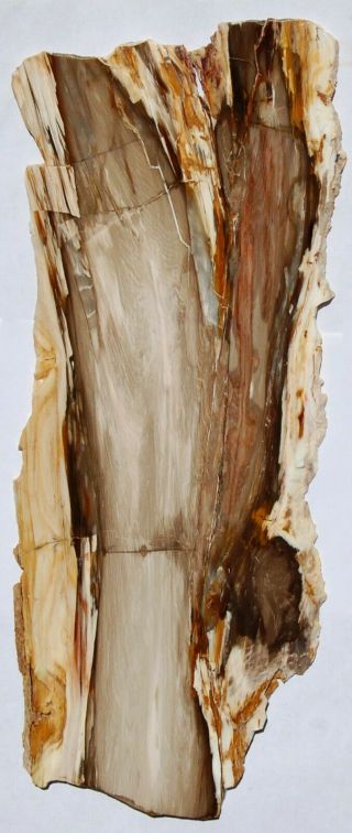 Two Long,  Polished.  Thin Nevada Petrified Wood Slabs - Board Cuts 2