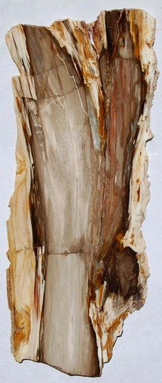 Two Long,  Polished.  Thin Nevada Petrified Wood Slabs - Board Cuts 3