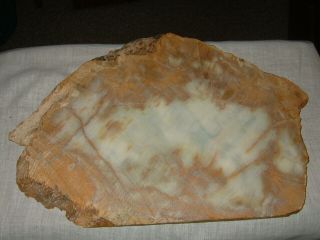 Polished Petrified Wood Round Slab with Bark Native American Oil Painting, 6