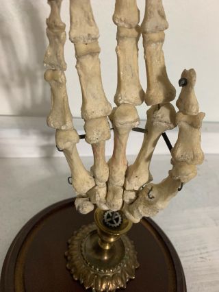 Human skeleton hand Specimen 11