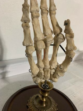 Human skeleton hand Specimen 12