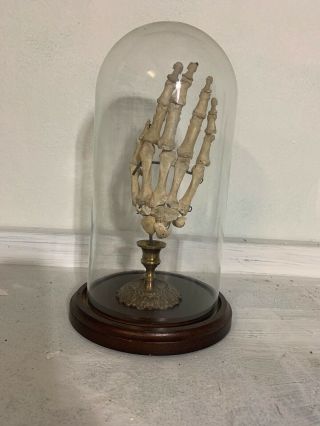 Human Skeleton Hand Specimen