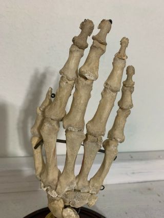 Human skeleton hand Specimen 3