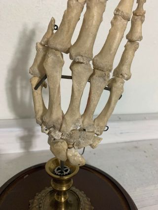 Human skeleton hand Specimen 5