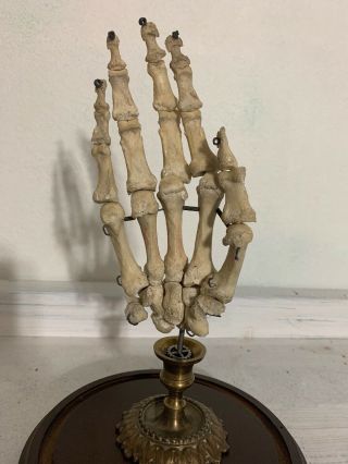 Human skeleton hand Specimen 9