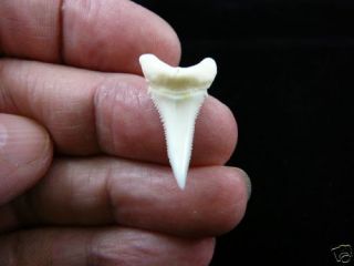 (s416 - 27) 1 - 1/8 " Great White Shark Tooth Teeth Jewelry Sharks Modern Pendant