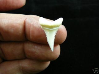 (s420 - 4) 7/8 " Modern Great White Shark Tooth Jewelry Teeth Sharks Pendant