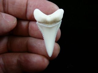 (s408 - 4) 1 - 5/8 " Modern Great White Shark Tooth Teeth Jewelry Sharks Pendant