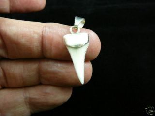 (s419 - 14) 15/16 " Modern Great White Shark Tooth Jewelry Teeth Silver Cap Pendant