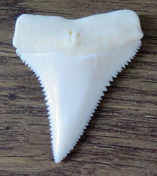 1.  816 " Upper Nature Modern Great White Shark Tooth (teeth)