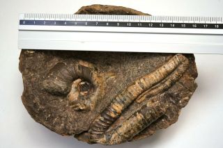 Japanese Heteromorph Ammonite Polyptychoceras Pseudgaultinum Campanian Cretaceus