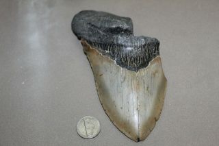 Megalodon Fossil Giant Shark Teeth Natural Large 6.  01 " Huge Tooth