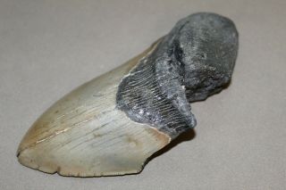 MEGALODON Fossil Giant Shark Teeth Natural Large 6.  01 