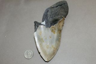 MEGALODON Fossil Giant Shark Teeth Natural Large 6.  01 