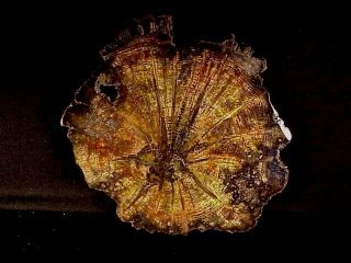 Rw Rare/choice " Petrified Wood Round " Deschutes Oak