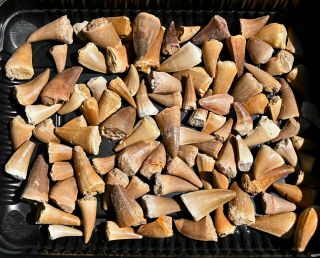 One Hundred Mosasaur Teeth,  From Morocco