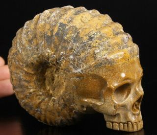 4.  6 " Ammonite Fossil Carved Crystal Skull Sculpture,  Crystal Healing