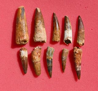 TEN Spinosaurus teeth,  from Morocco 2